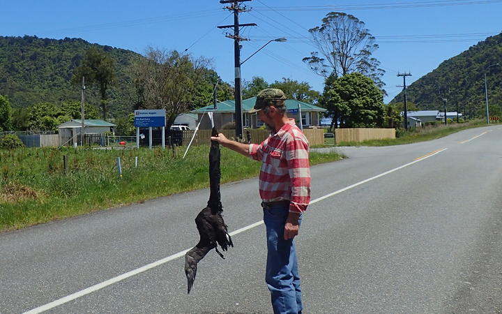 Westland Petrel fallout victim near Greymouth