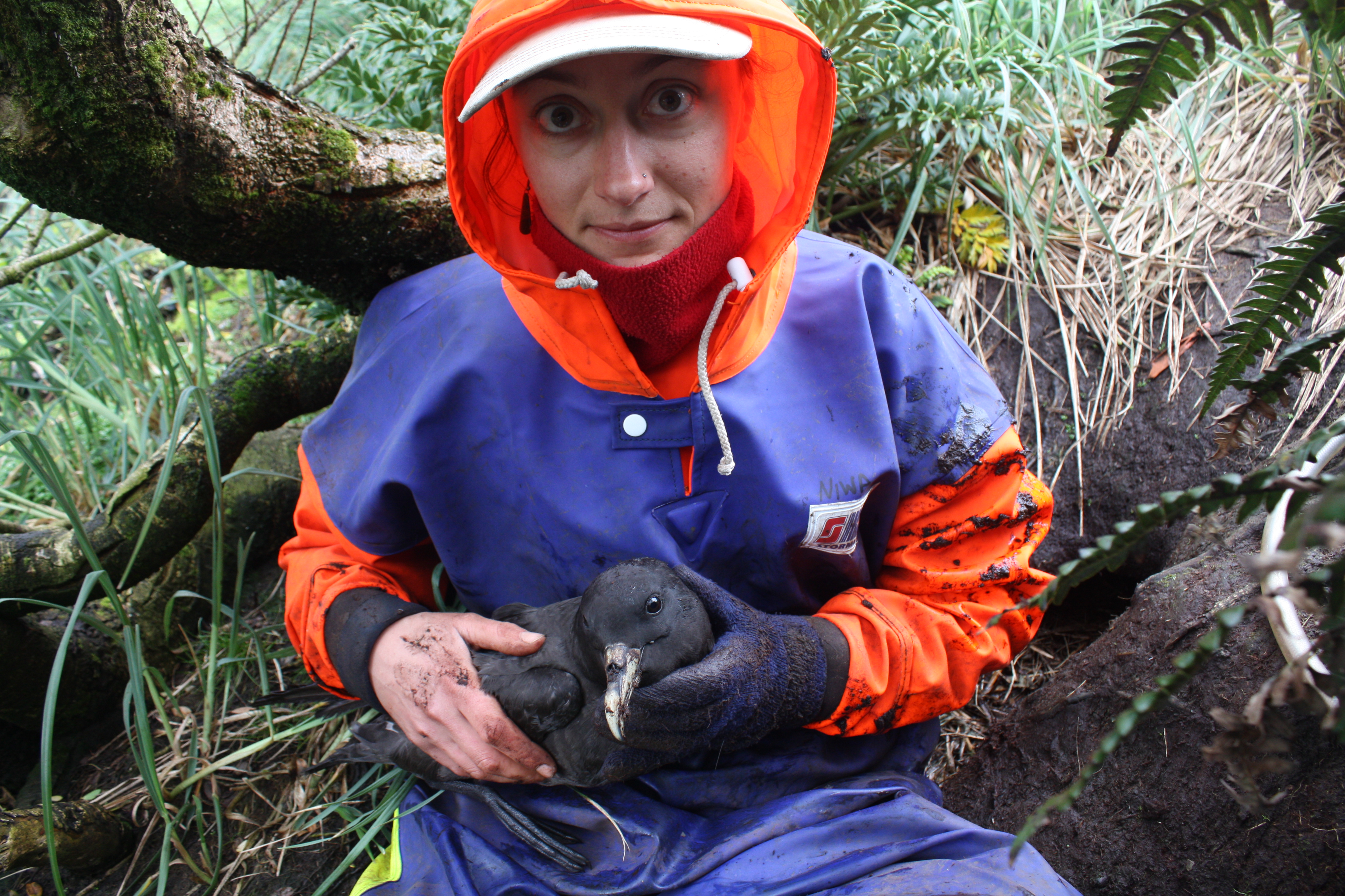 Grahan Parker White chinned Petrel 1