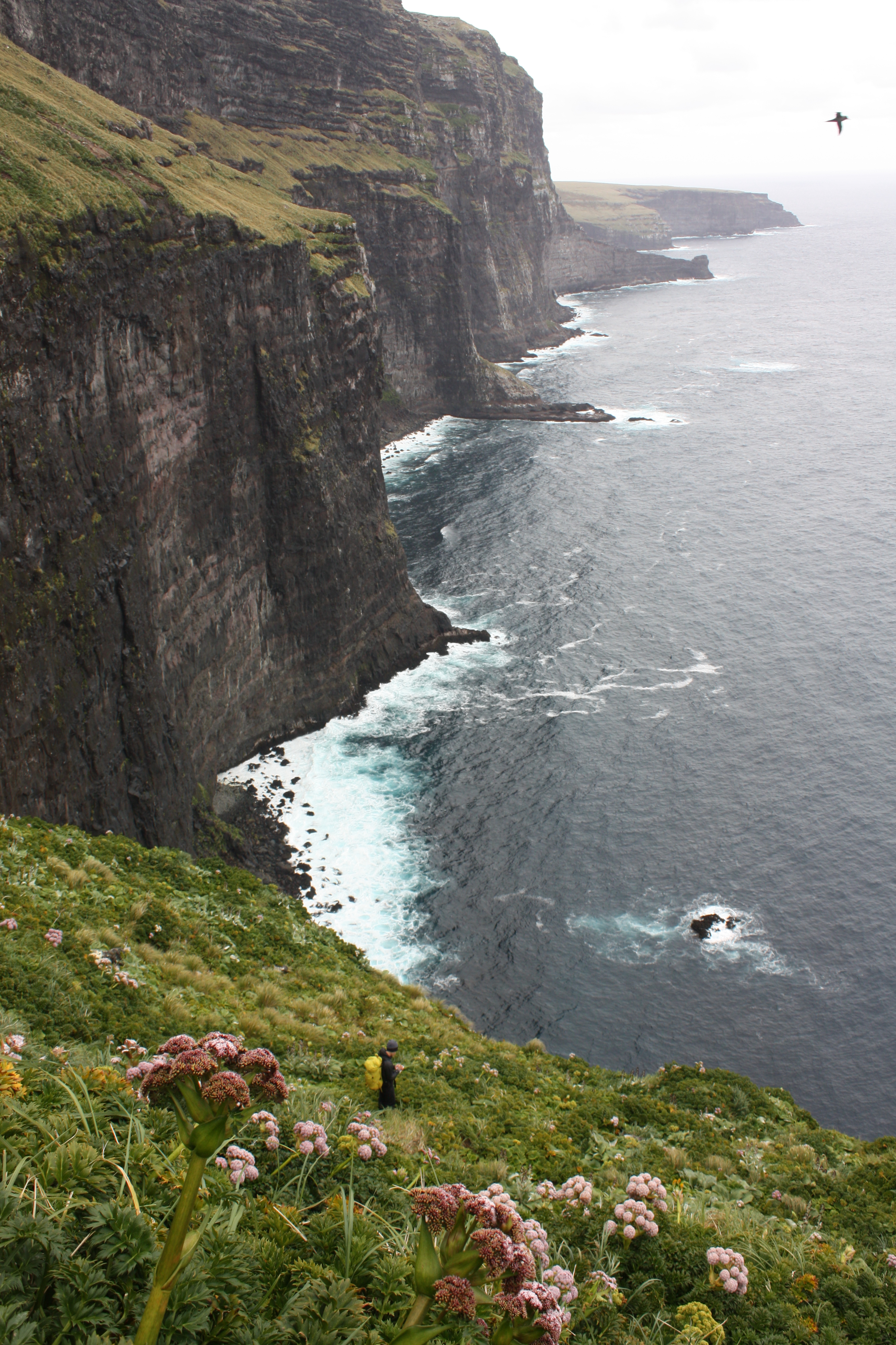 Kalinka Rexer Huber White chinned Petrel 2