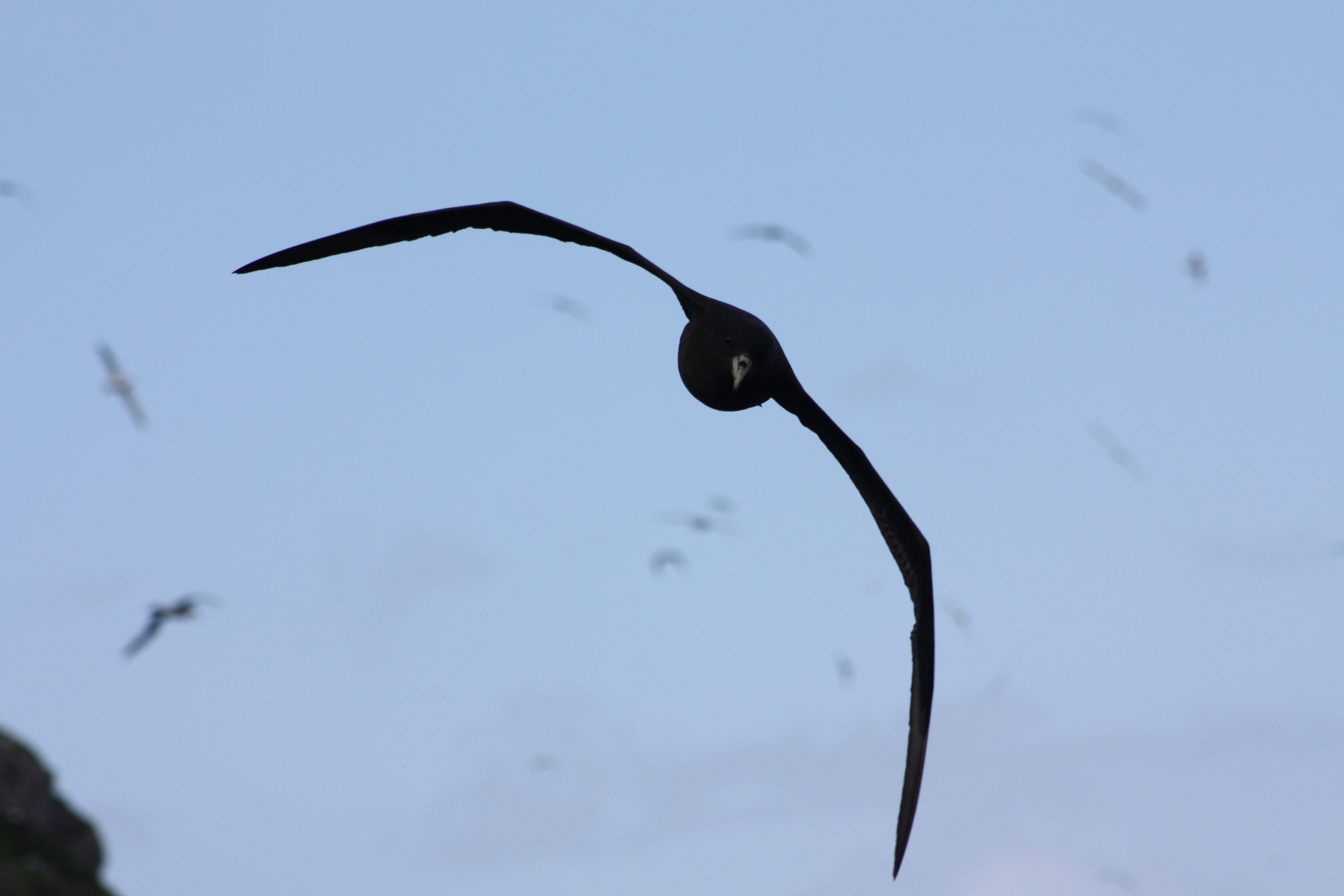 Kalinka Rexer Huber White chinned Petrel 3