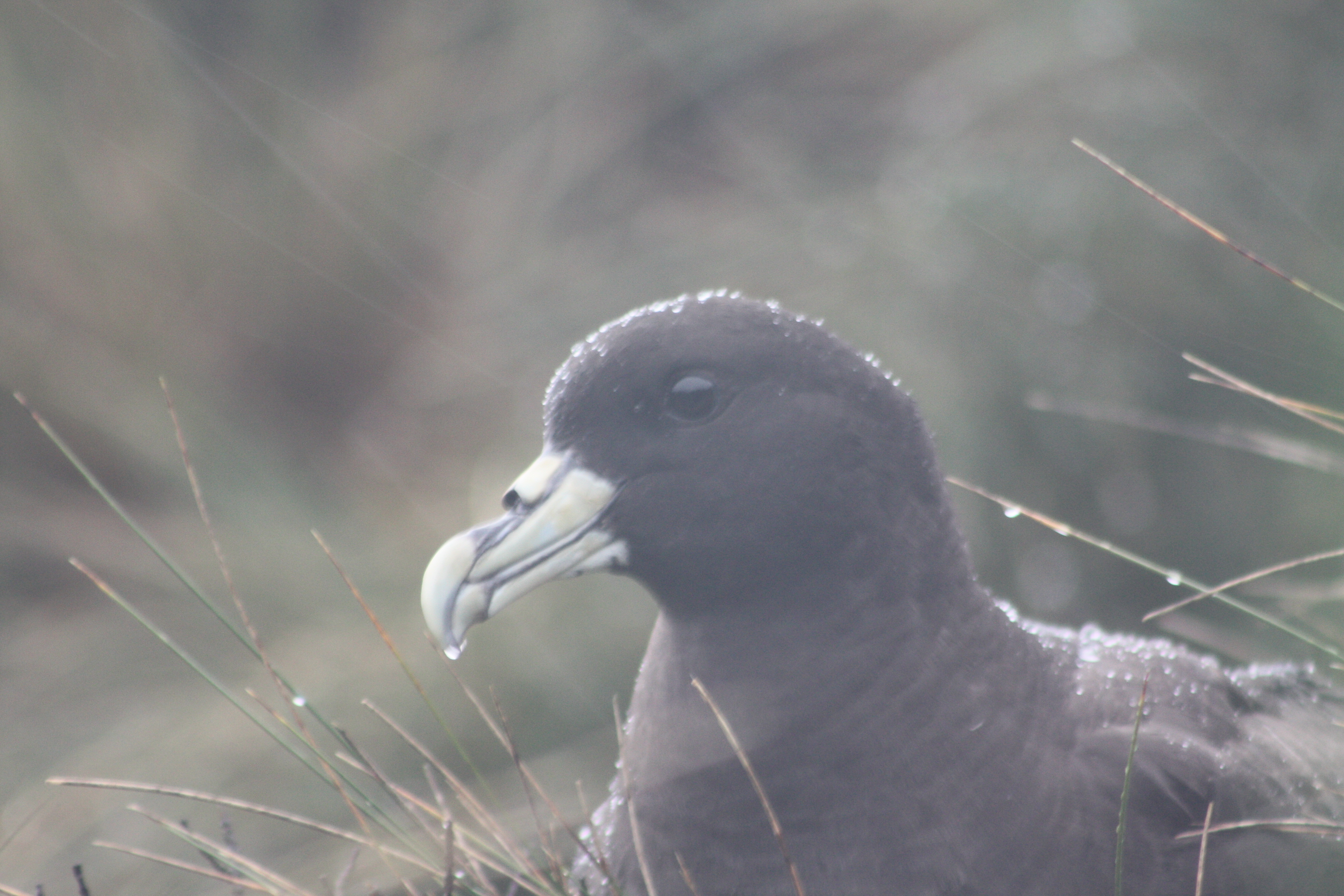 Kalinka Rexer Huber White chinned Petrel 4