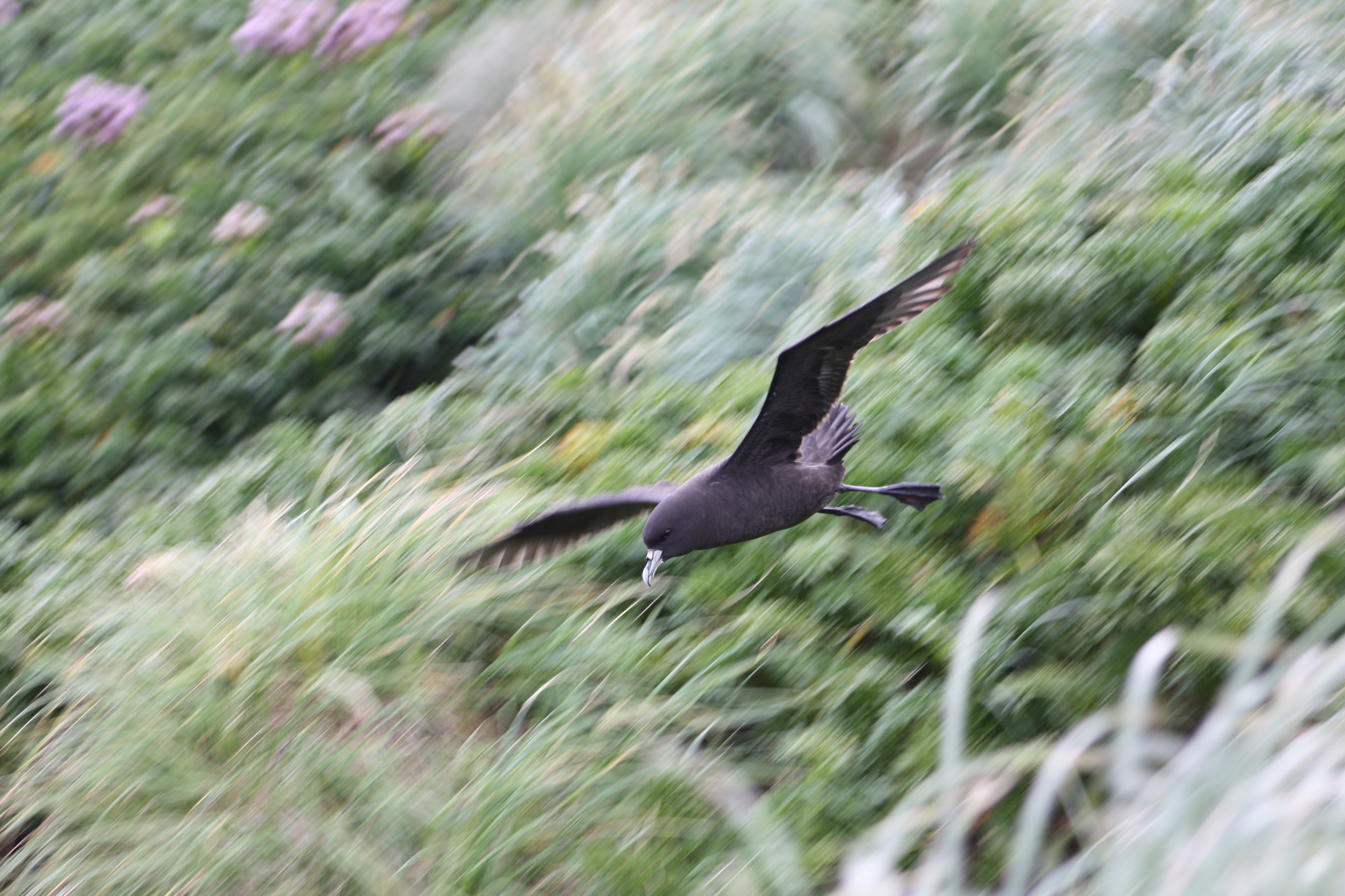 Kalinka Rexer Huber White chinned Petrel 5