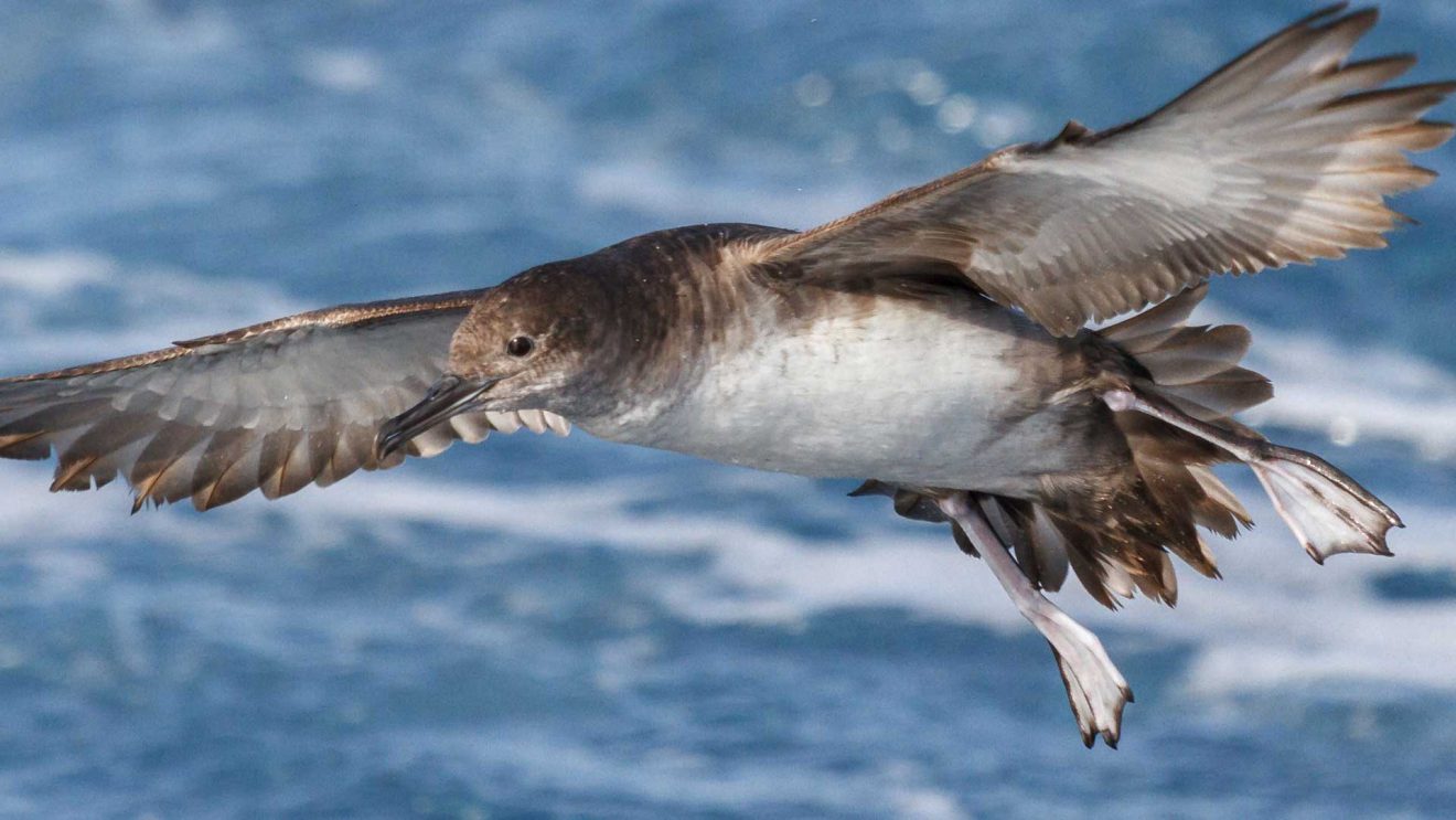 Balearic Shearwater.1.Pep Arcos