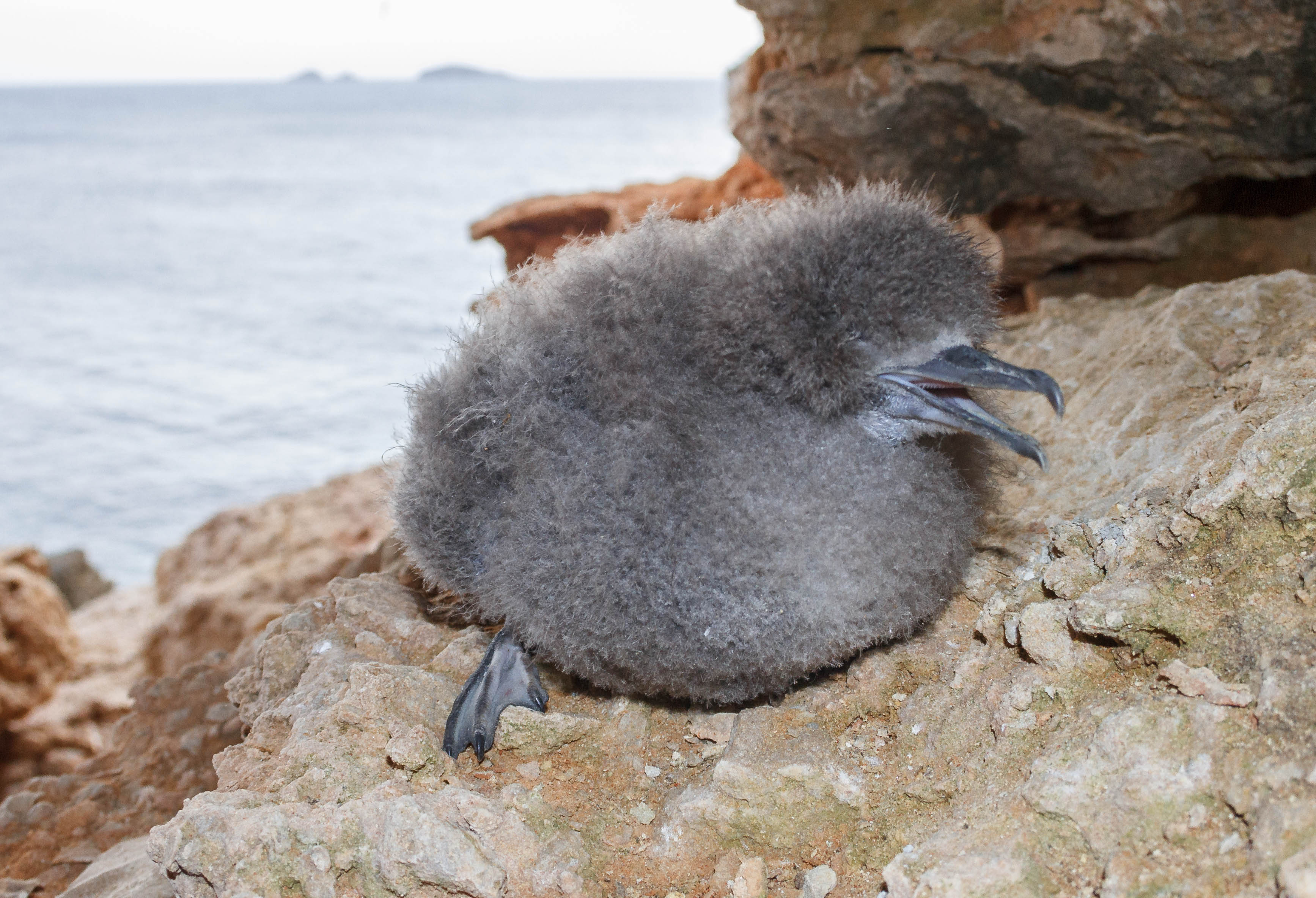 Balearic Shearwater Pep Arcos 3