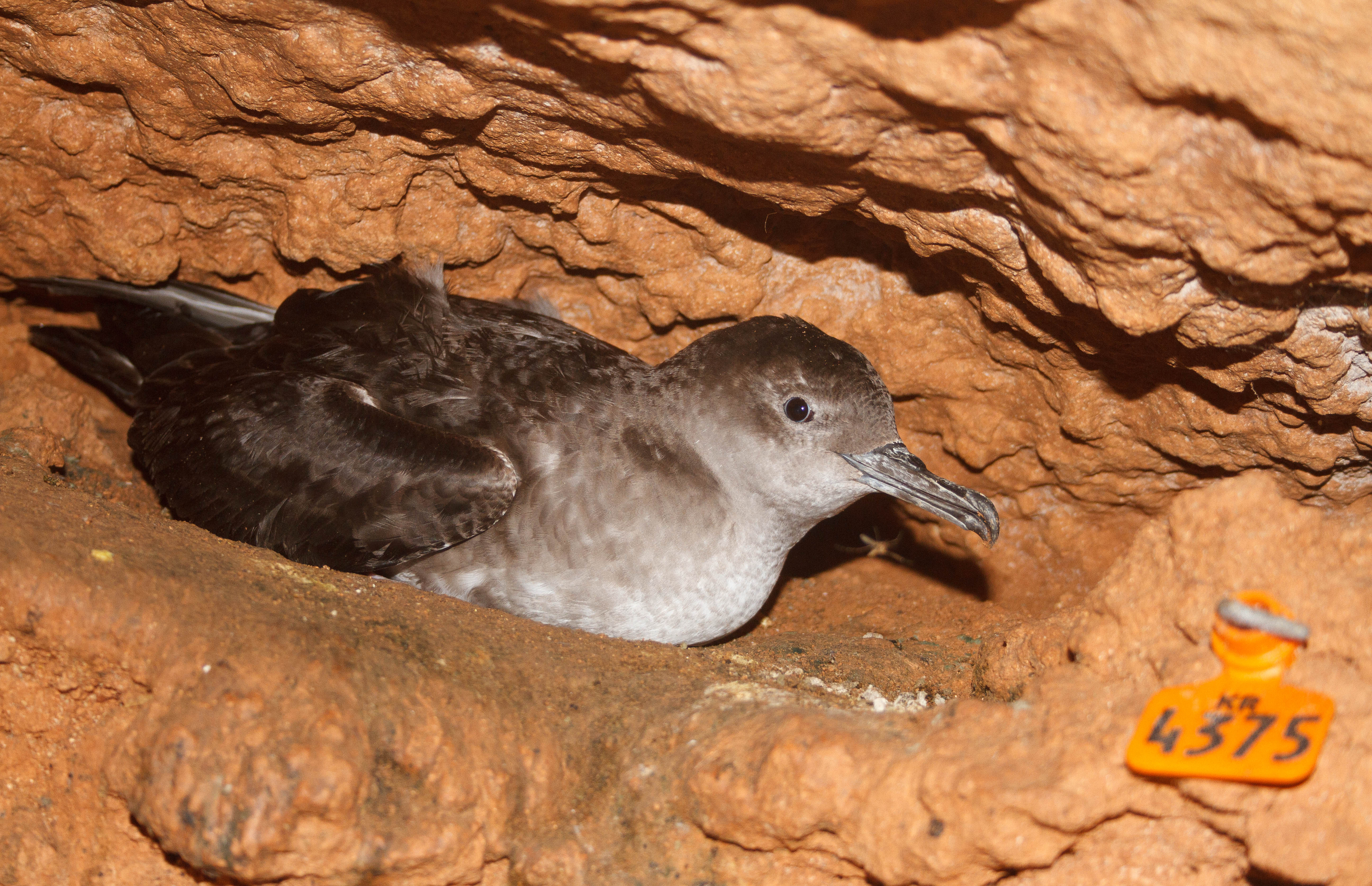 Balearic Shearwater Pep Arcos 4