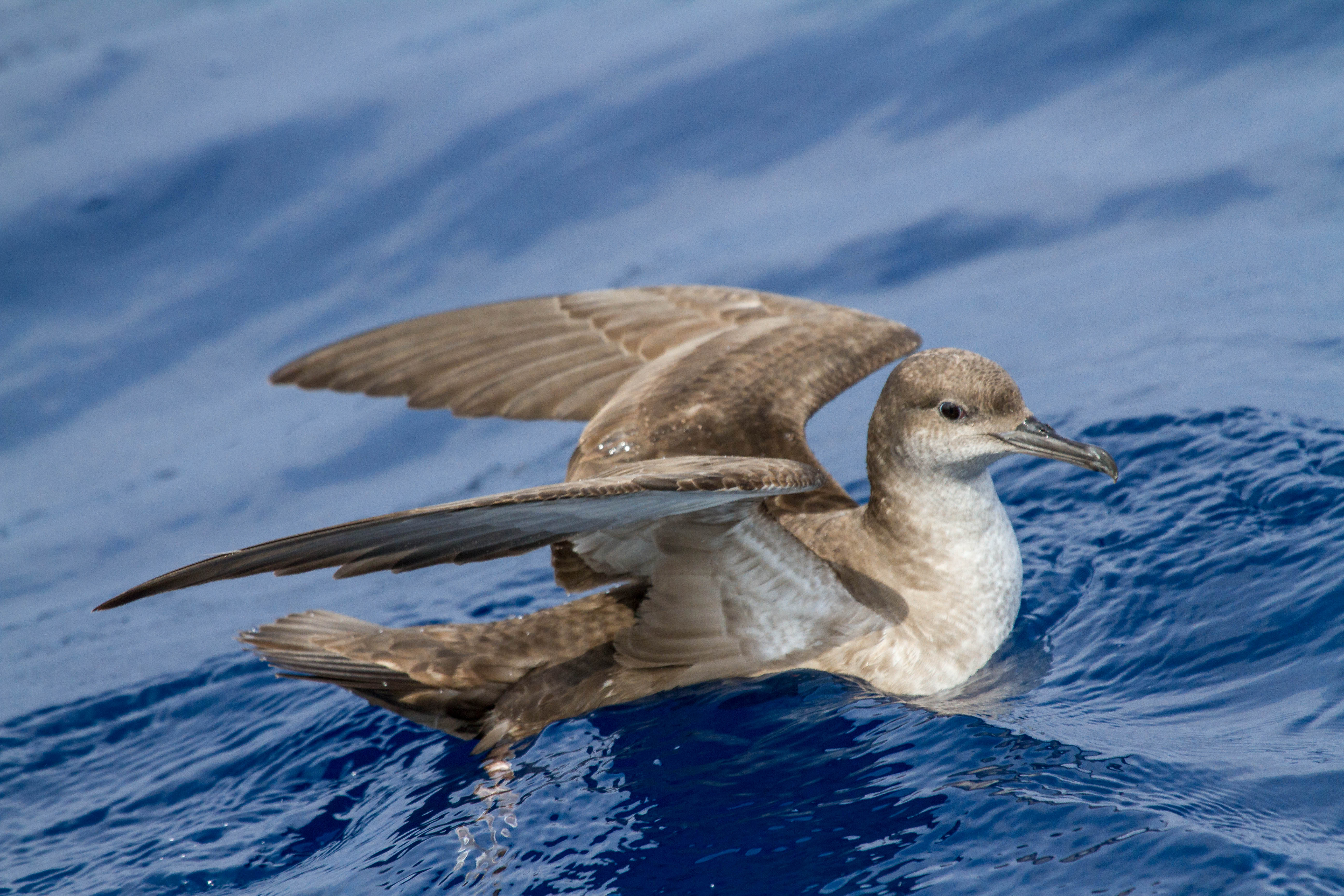 Balearic Shearwater Pep Arcos 8