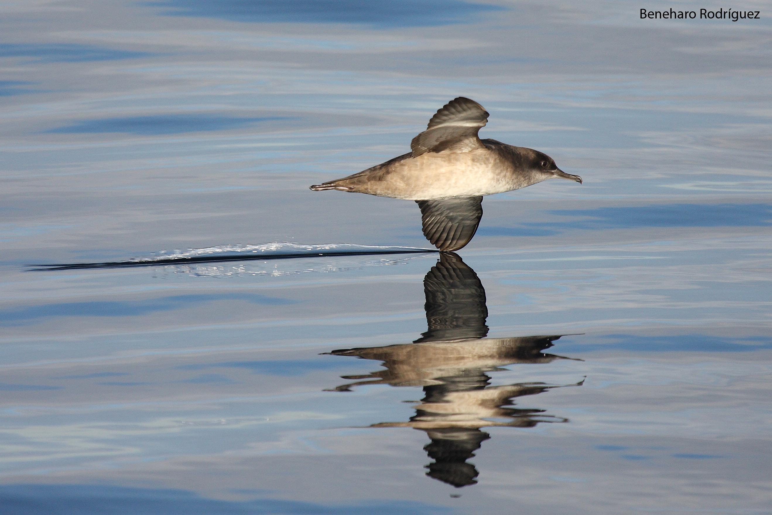 Puffinus mauretanicus