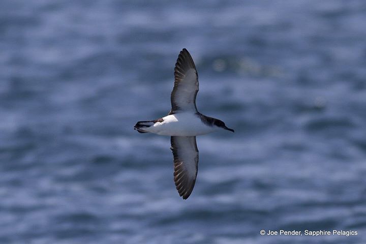 Manx Shearwater Joe Pender