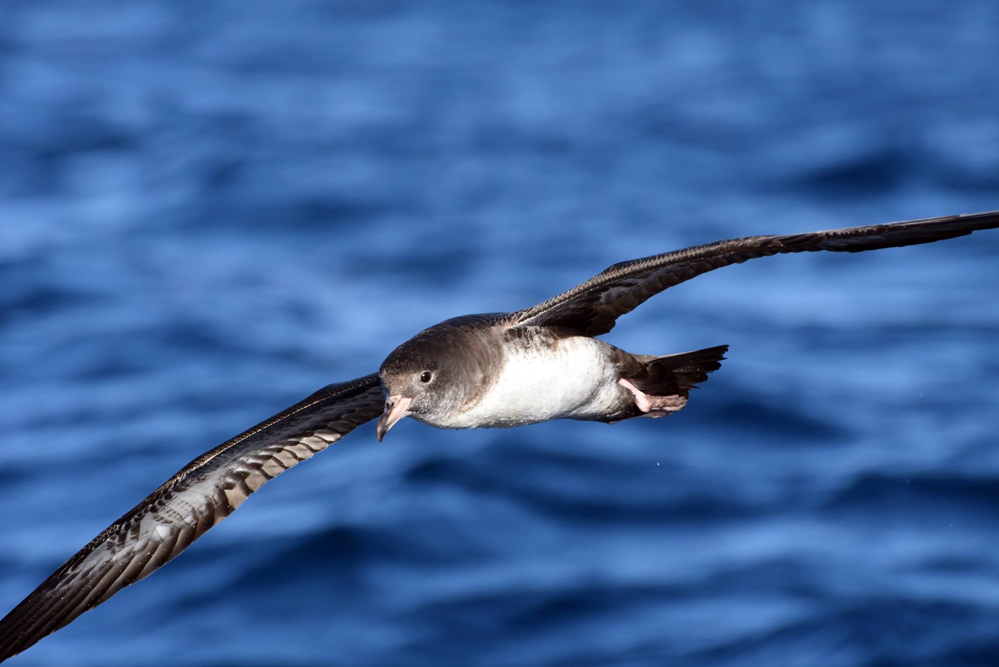 Pink footed Shearwater Peter Hodum