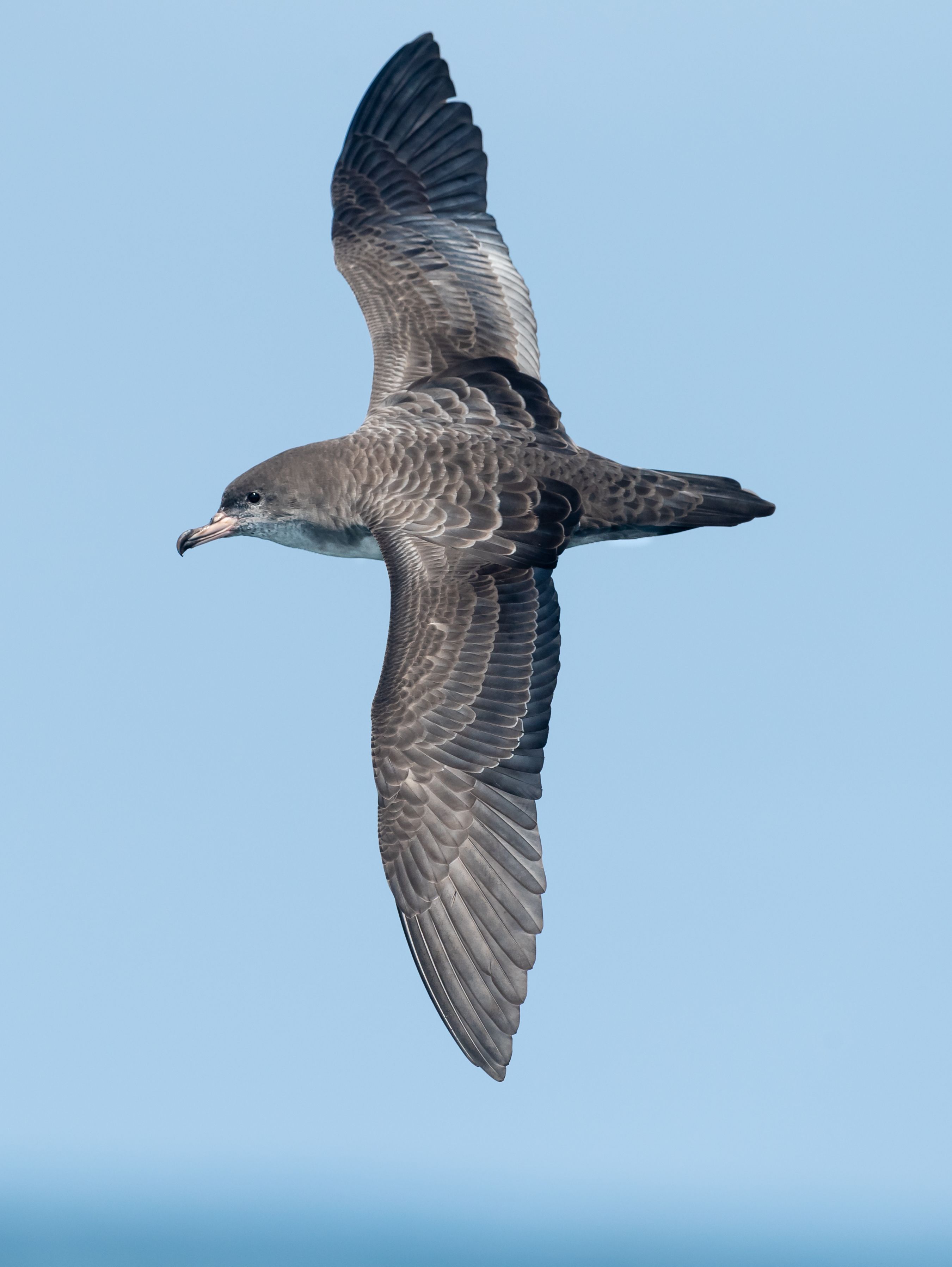 Pink footed Shearwaterflying 6 Kirk Zufelt