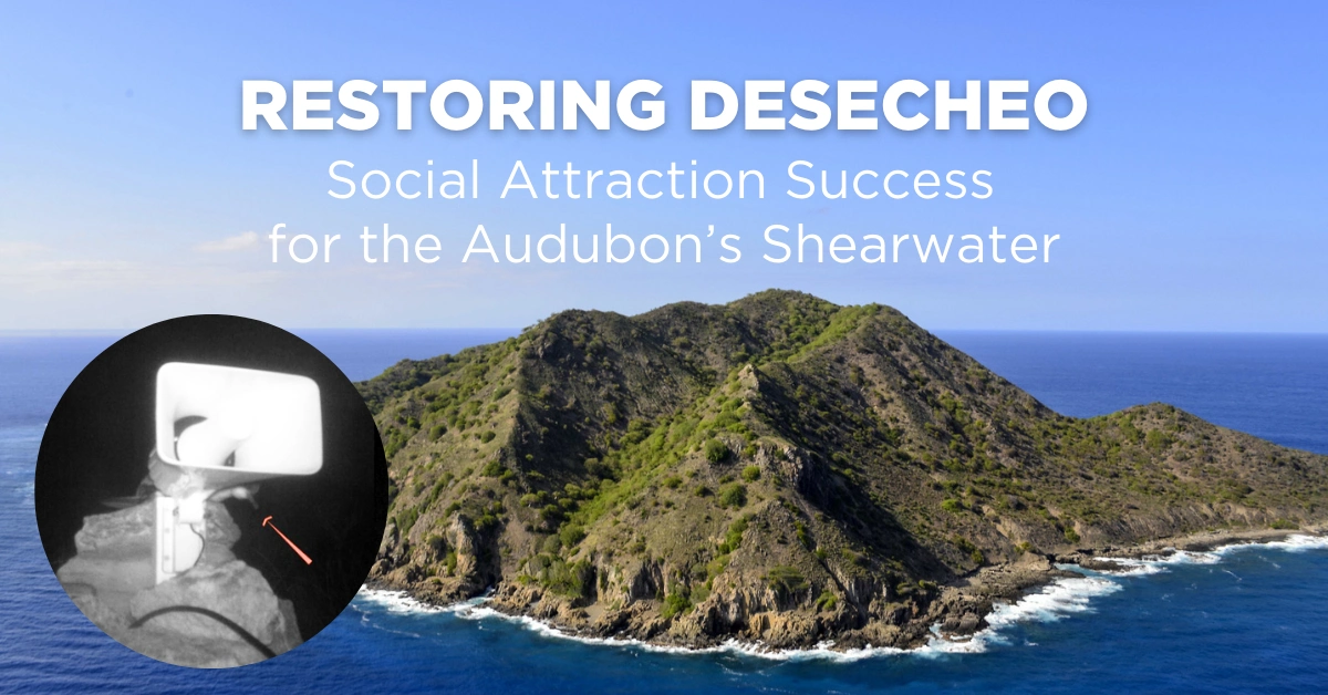 Desecheo Island Audubons Shearwater