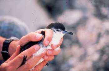 bryans_shearwater_midway_reginald_david