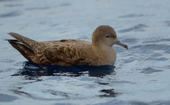 Short tailed Shearwater off Noth Cape NZ Kirk Zufelt s