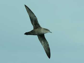 sooty shearwater 2 john graham