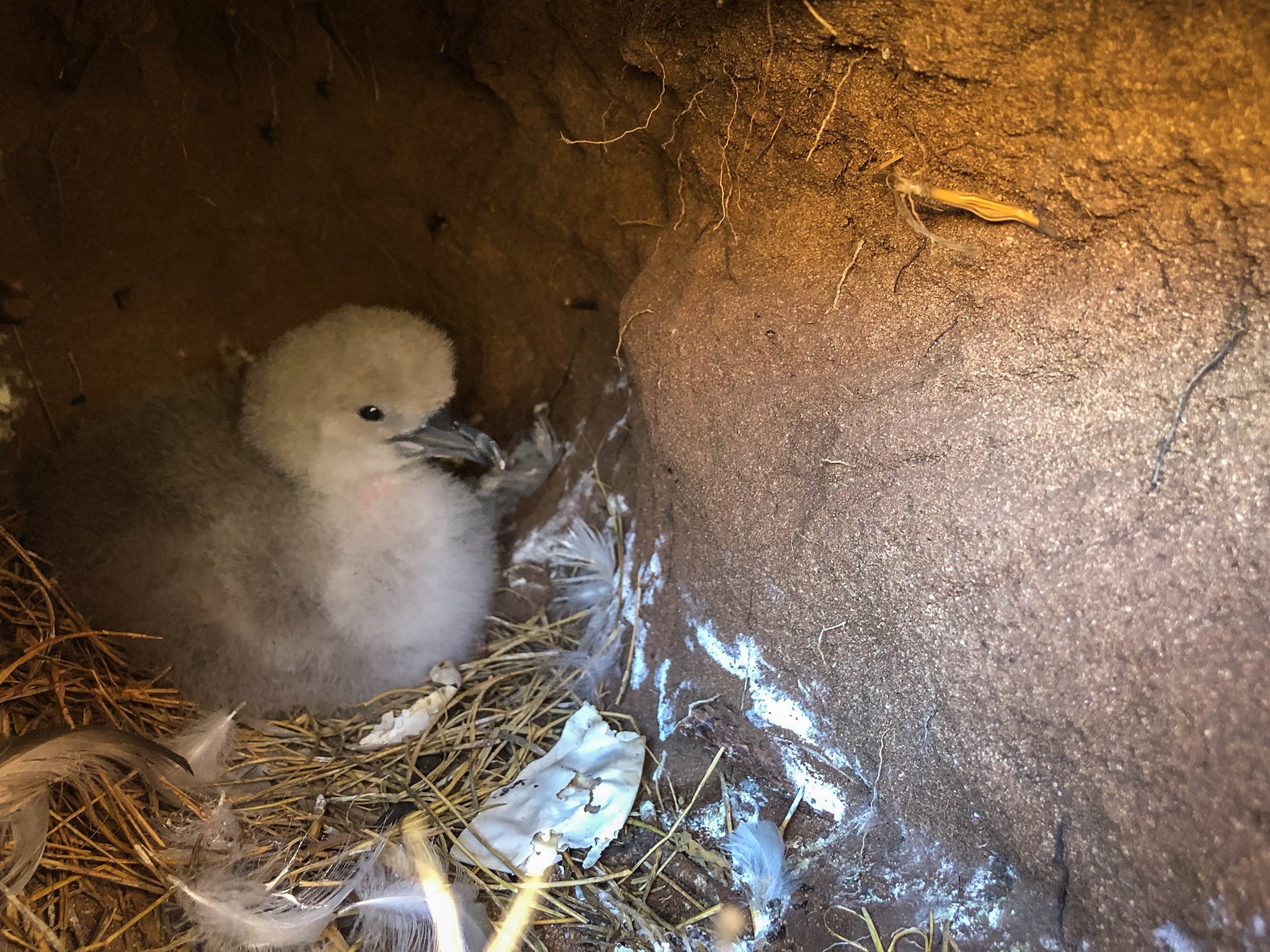 Wedgie chick Molokai Land Trust