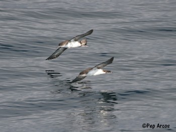 Yelkouan Shearwater Pep Arcos