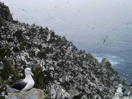 Mewstone with Shy Albatross Rachael Alderman ed