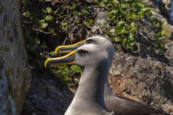 Rosemary Rock adults