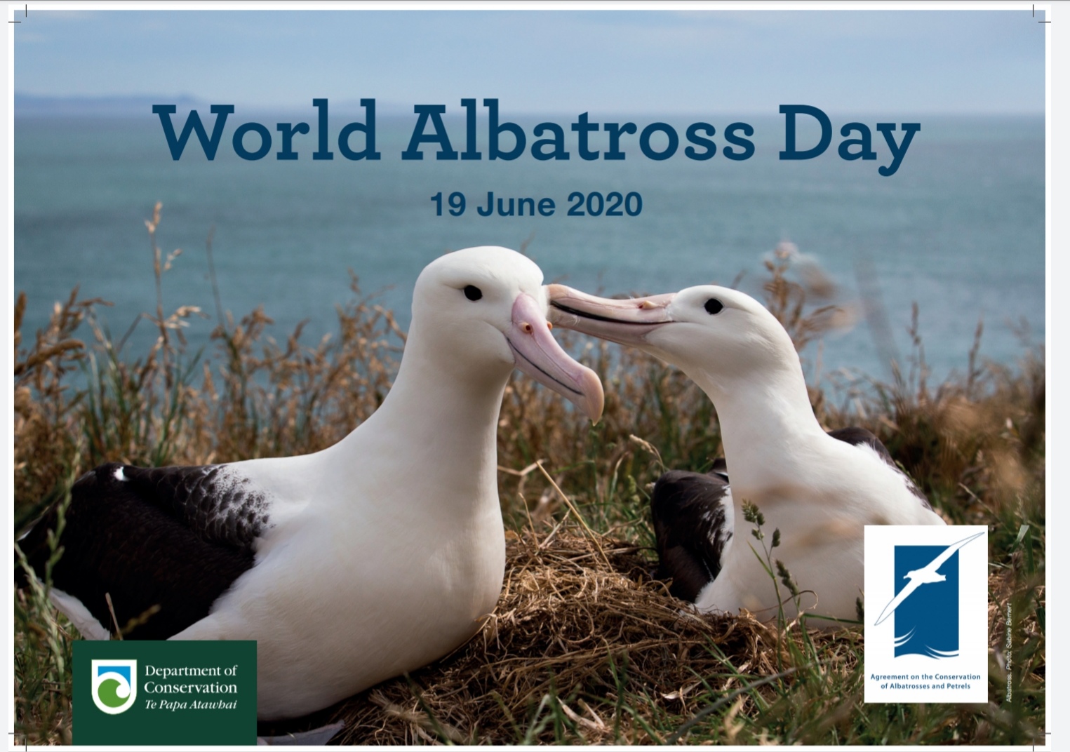 WAD Royal Albatross Centre