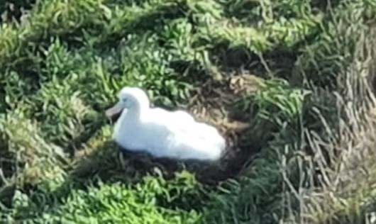 MoP8 outing Royal Albatriss Cenre Johan de Goede 8 cropped