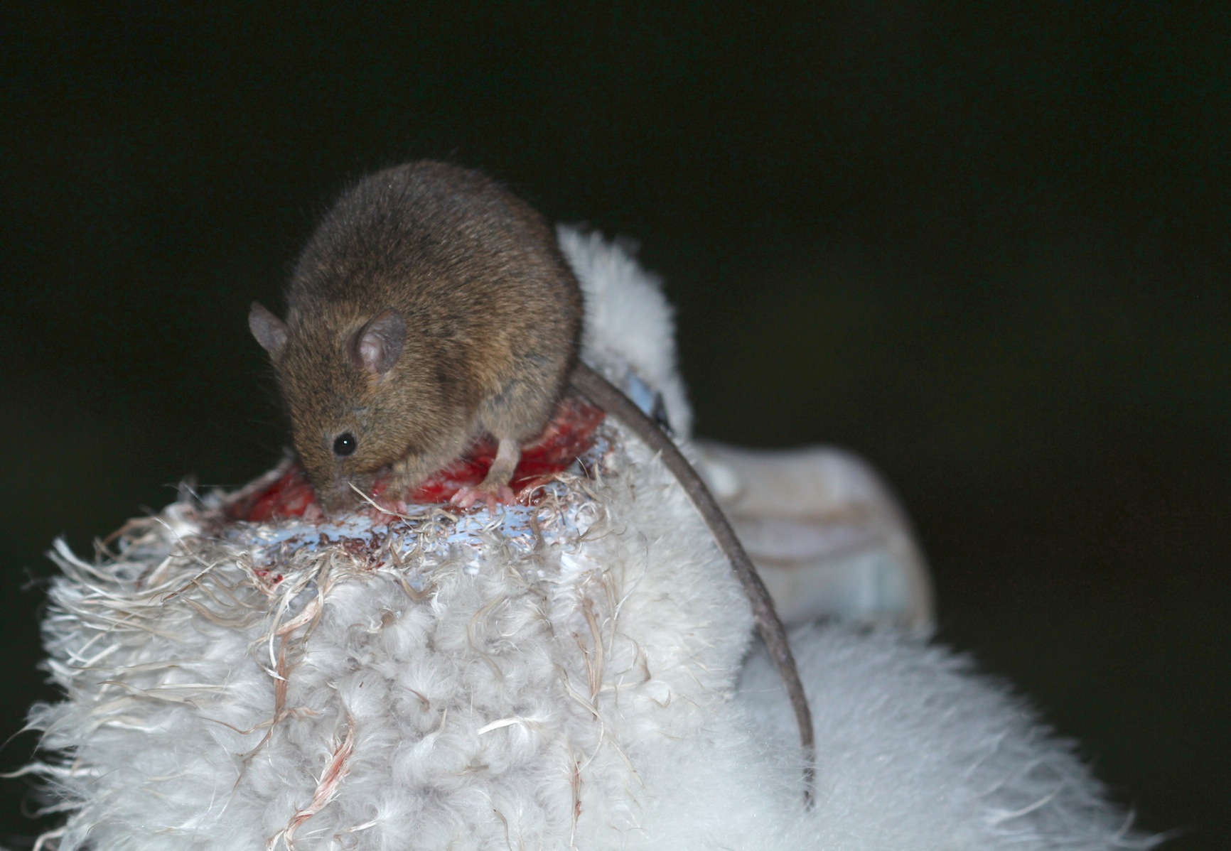 Wandering Albatross mouse attack Stefan Schoombie