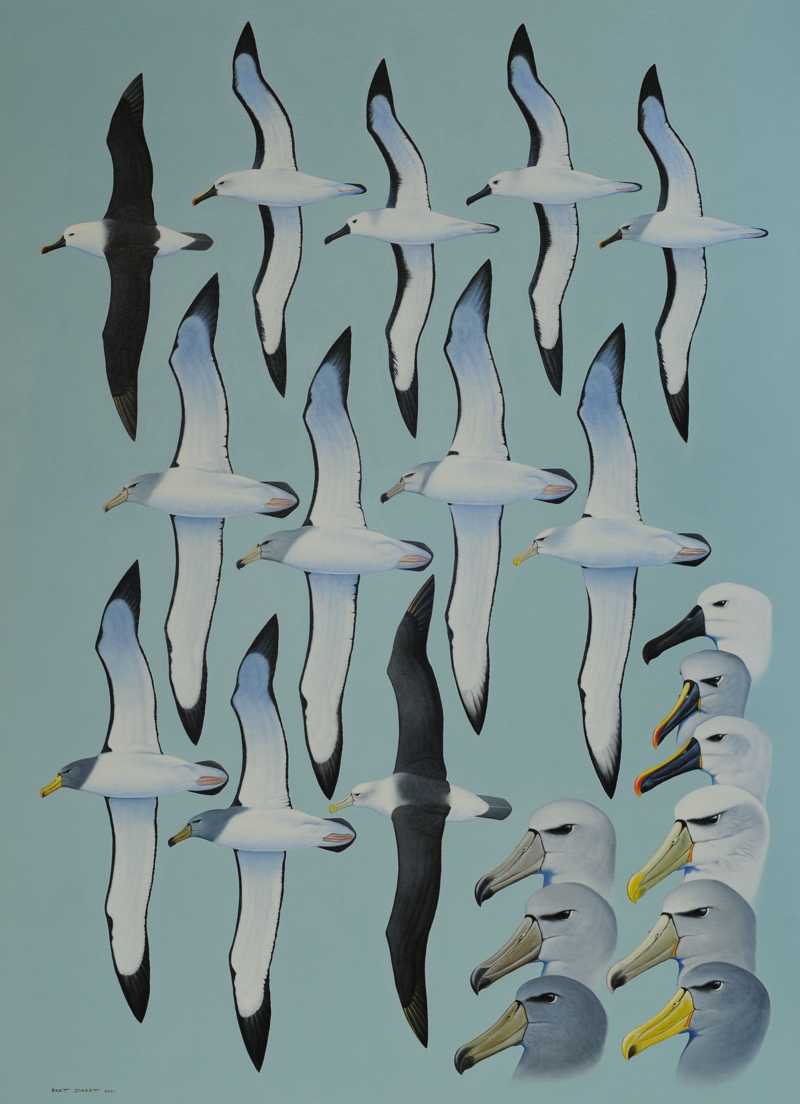 Brett Jarrett Shy Albatrosses