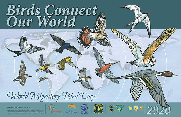 World Migratory Bird Day