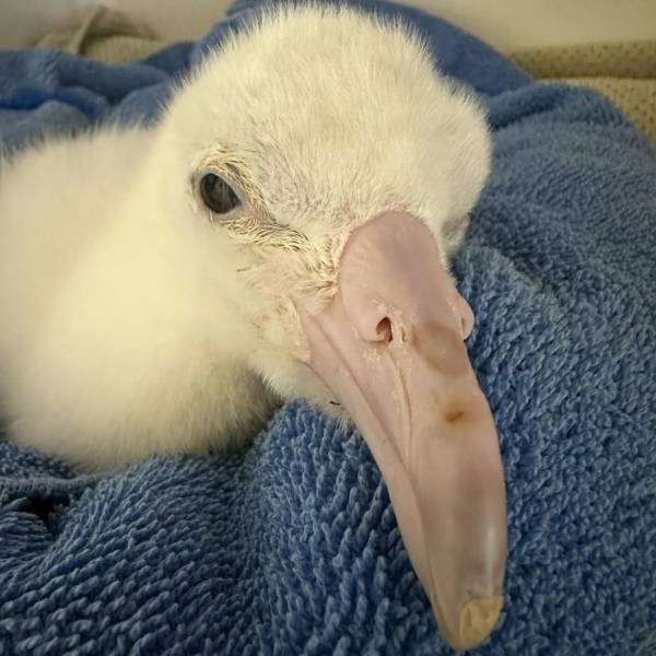 A ten-day-old Northern Royal Albatross chick succumbs to ingested plastic
