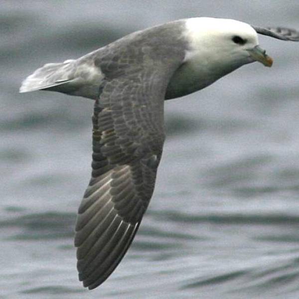 Plastic pollution in Northern Fulmars has decreased over the last 20 years