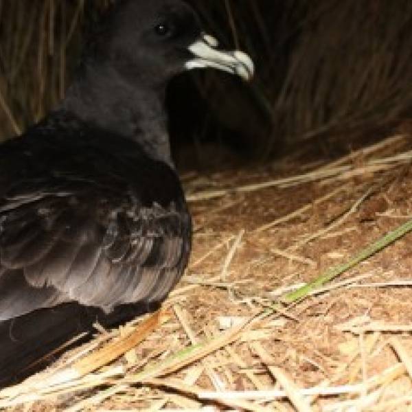 White-chinned Petrels and Sooty Shearwaters get surveyed on two South Atlantic islands