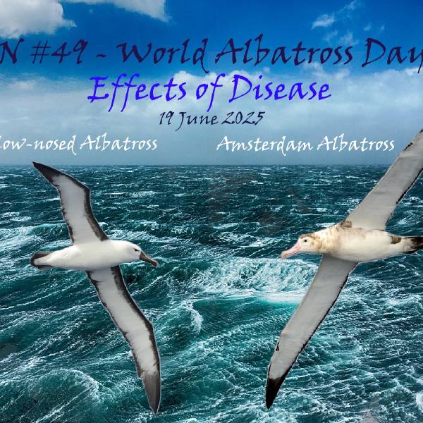 Once more, ACAP collaborates with ABUN, this time to paint Amsterdam and Indian Yellow-nosed Albatrosses for World Albatross Day