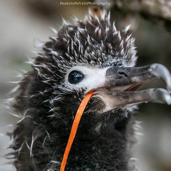 A Laysan Albatross chick is saved from a Mickey Mouse balloon