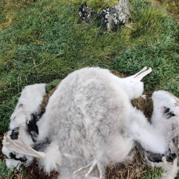 THE ACAP MONTHLY MISSIVE.  High Pathogenicity Avian Influenza confirmed on Marion Island – but what of nearby Prince Edward Island?