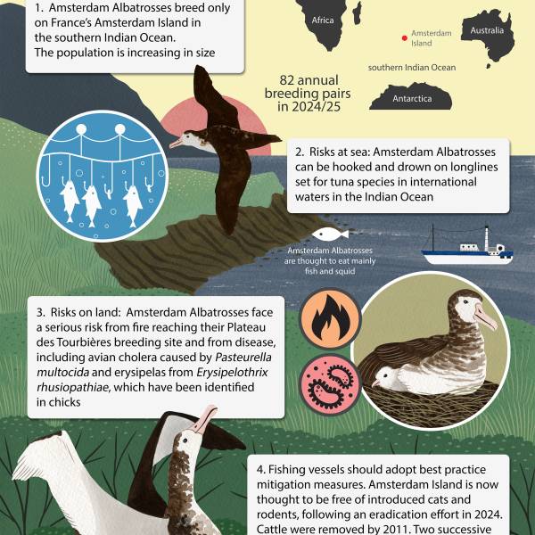 ACAP releases a Species Infographic for the Amsterdam Albatross, the 19th in the series