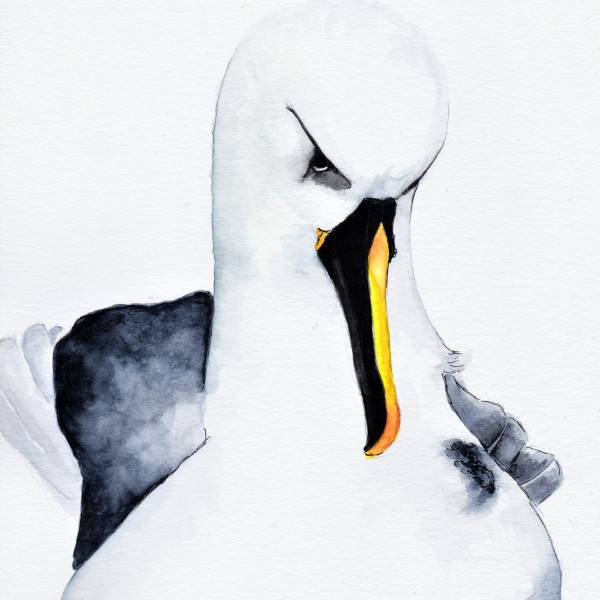 Atlantic Yellow-nosed Albatrosses in the Gulf of Mexico