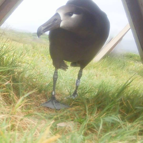 Welcome home V917!  A translocated Black-footed Albatross returns to the James Campbell National Wildlife Refuge on the Hawaiian island of Oahu