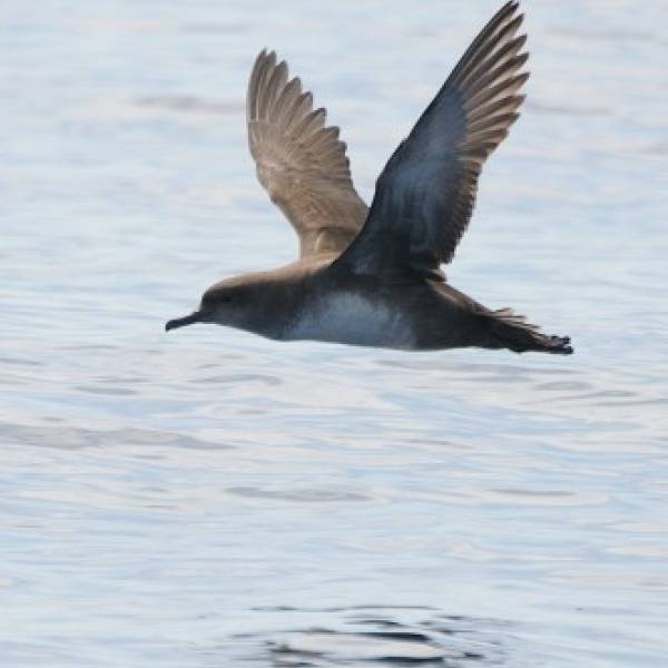 Balearic Shearwaters are thought to be migrating farther north due to climate change