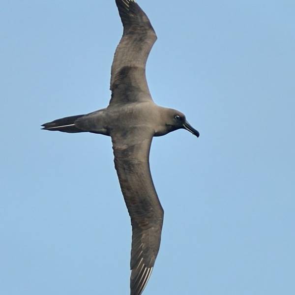 Differences in the at-sea ecology of Light-mantled and Sooty Albatrosses
