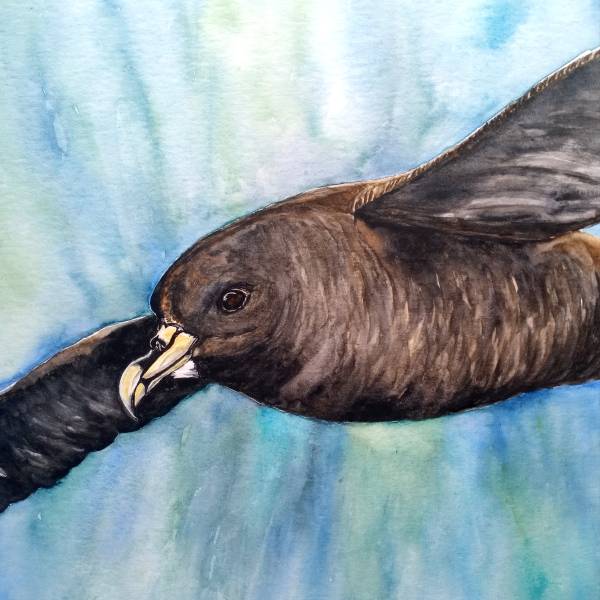 Arriving unwell: A White-chinned Petrel travels from Kerguelen to Brazil