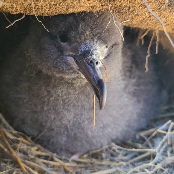 Record numbers of Wedge-tailed Shearwaters breeding within a predator-proof fence in Hawaii