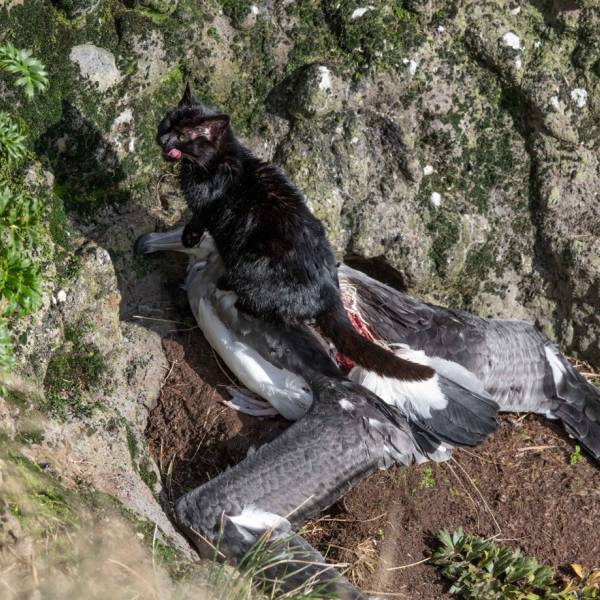 THE ACAP MONTHLY MISSIVE.  Copy cat or copy mouse?  A Sponsor a Hectare scheme is proposed for New Zealand's Auckland Island