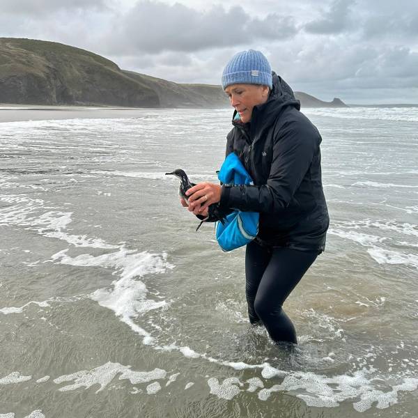 A volunteer group in Wales rescues Manx Shearwaters downed by gales