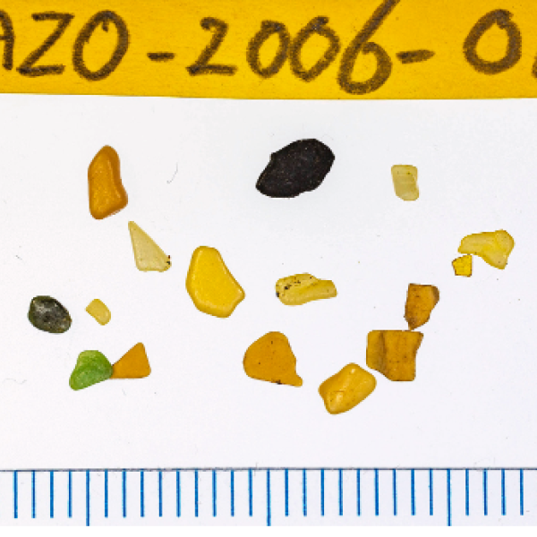 From ingested fish stomachs or by direct ingestion?  Plastic particles in Cory’s and Scopoli’s Shearwaters