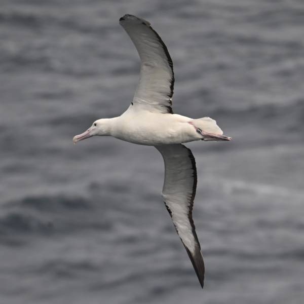 A colour-banded Northern Royal gets spotted in Chilean waters