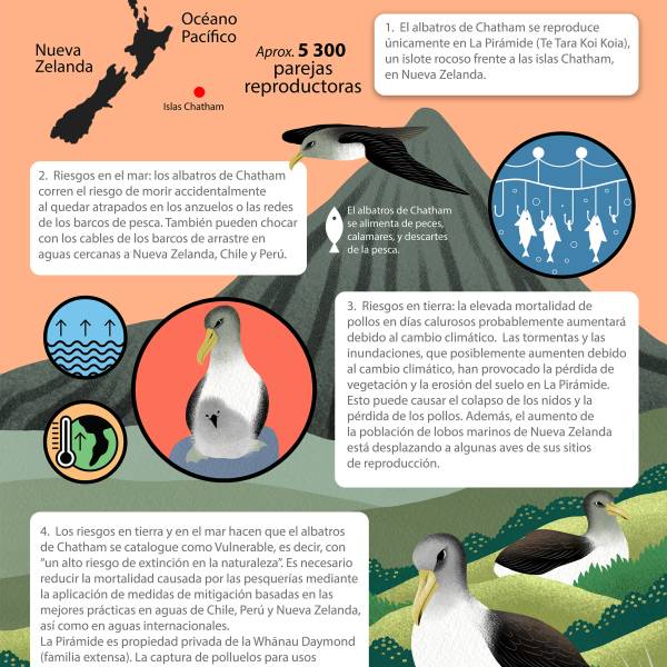 The ACAP Species Infographic for the Chatham Albatross is now available in French and Spanish