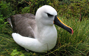 Atlantic Yellow-nosed Albatross