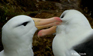 Black-browed Albatross