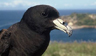 Black Petrel