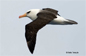 Campbell Albatross
