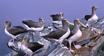 Chatham Albatross